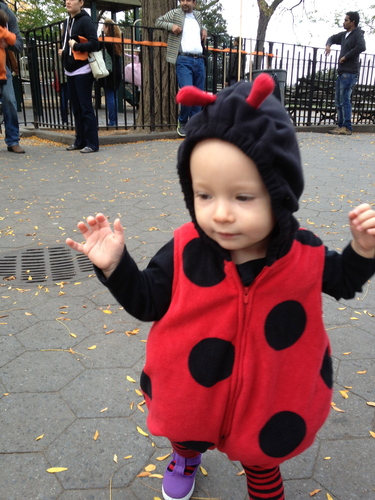 2013-09-04-ladybug.jpg