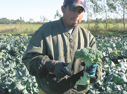 2013-11-07-Broccoli.jpg