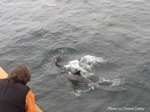 2013-11-16-Scotland_Wildlife_Cruise_Clive_Dolphins.jpg