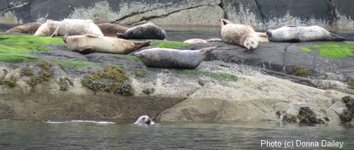 2013-11-16-Scotland_Wildlife_Cruise_Seals_2.jpg