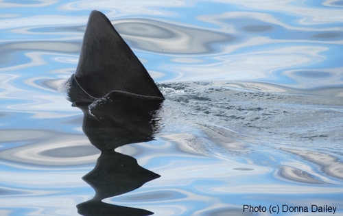 2013-11-16-Scotland_Wildlife_Cruise_Shark_fin.jpg