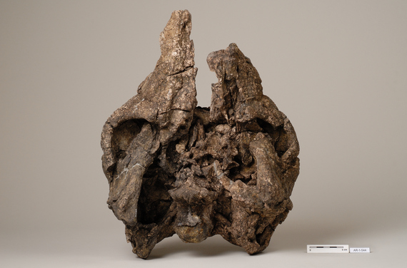2013-12-03-11_CrneoanquilosauronodosuridoArioAR110FCPTD.jpg