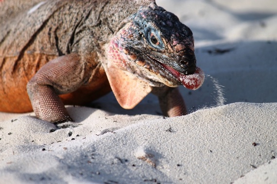 2013-12-05-IguanawithGrape.jpg