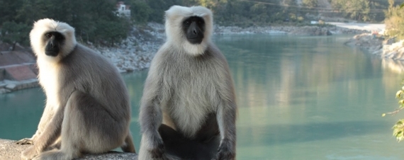 2013-12-18-monkey.jpg