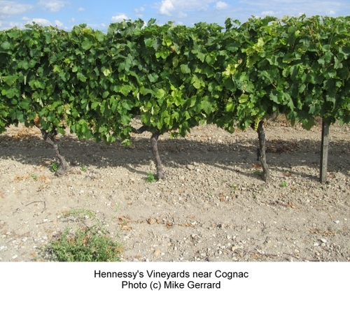 2013-12-20-Hennessy_Vineyards_Near_Cognac.jpg
