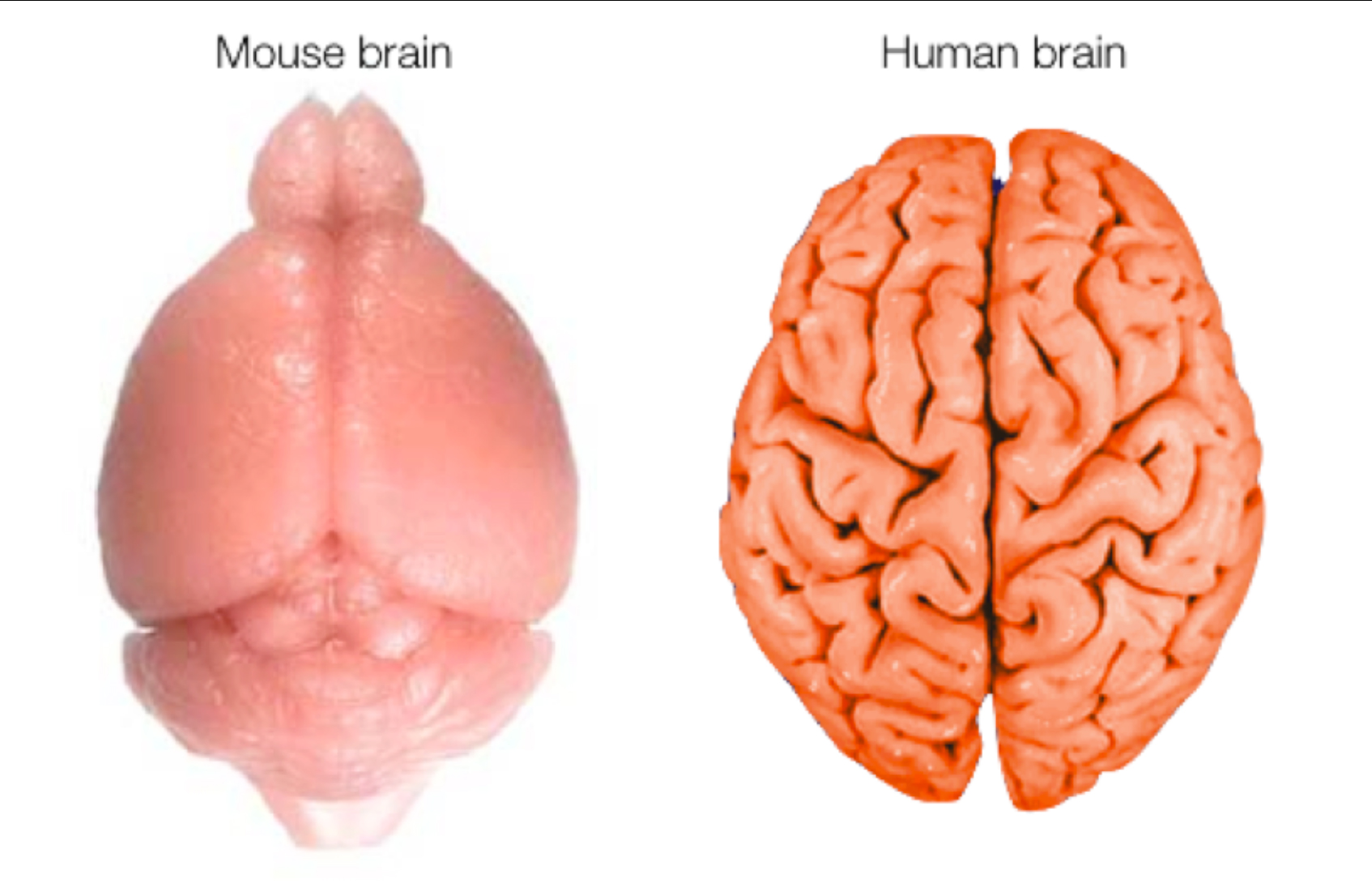 cool human brain