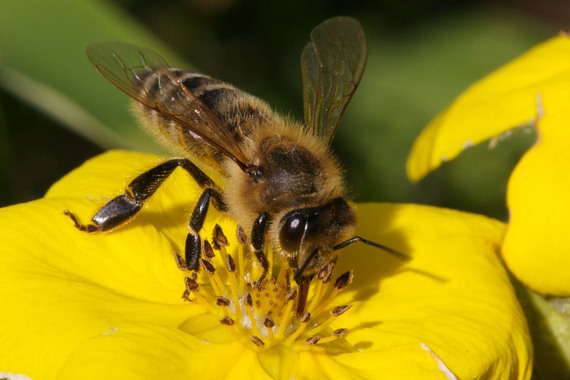 2014-01-15-HoneybeesEarthDrReeseHalter