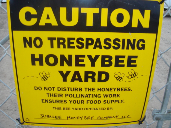 2014-01-15-HoneybeesEarthDrReeseHalter.JPG