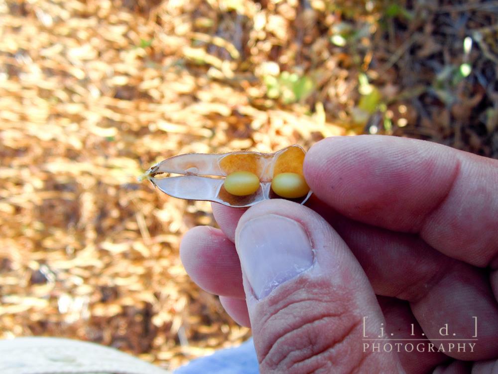Country farmers dating commercial-in-Syrup