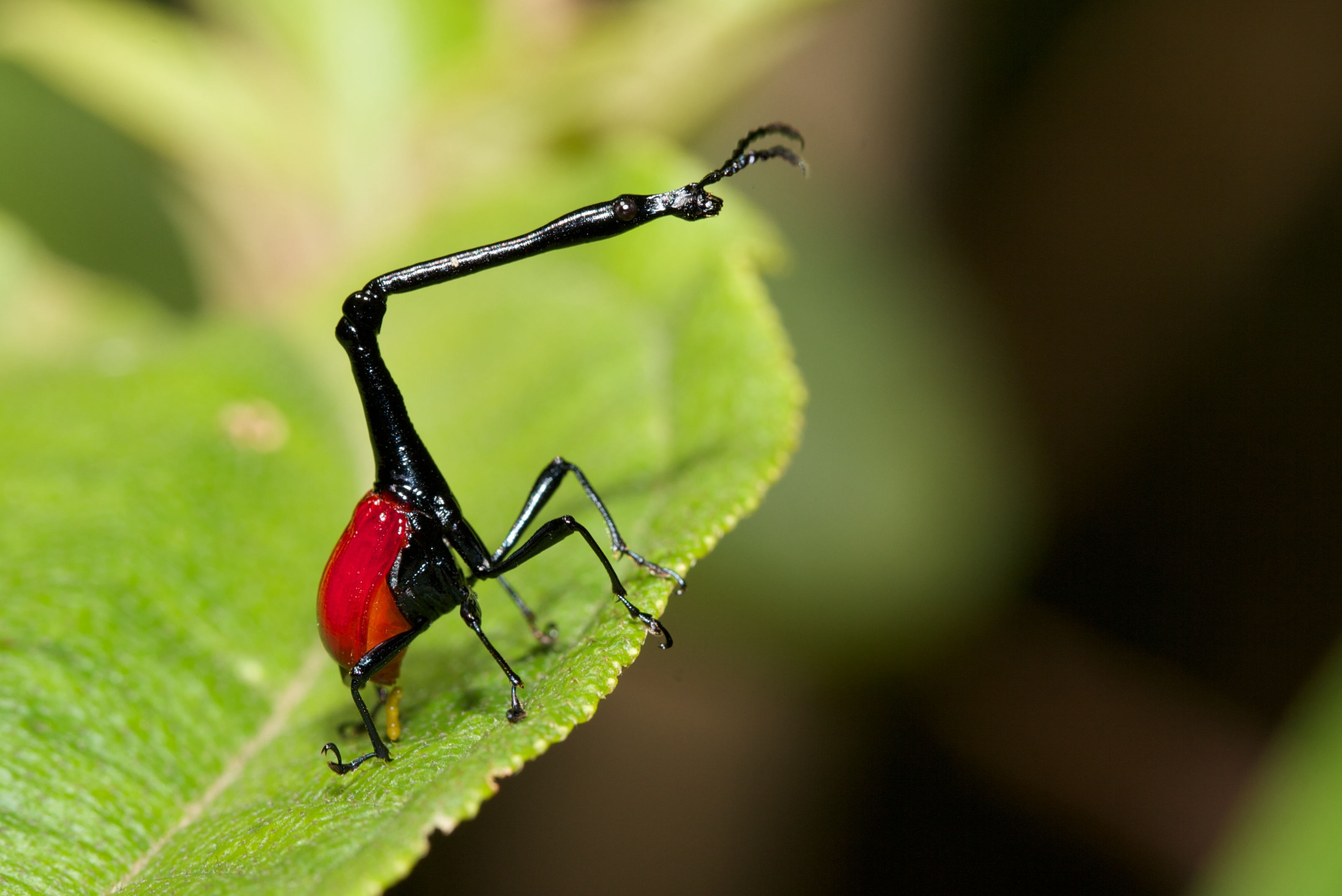 Bizarre and Beautiful: Five Amazing Creatures Found Only in Madagascar |  HuffPost Life