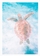 2014-02-14-Turtle_SJVI_20092.jpg