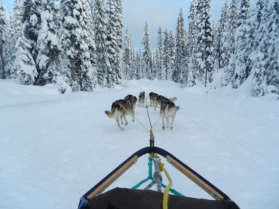 2014-02-18-BigWhitedogsledtrip.jpg