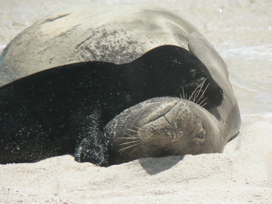 Cuts Threaten Future of Critically Endangered Hawaiian Monk Seal (VIDEO) |  HuffPost Impact