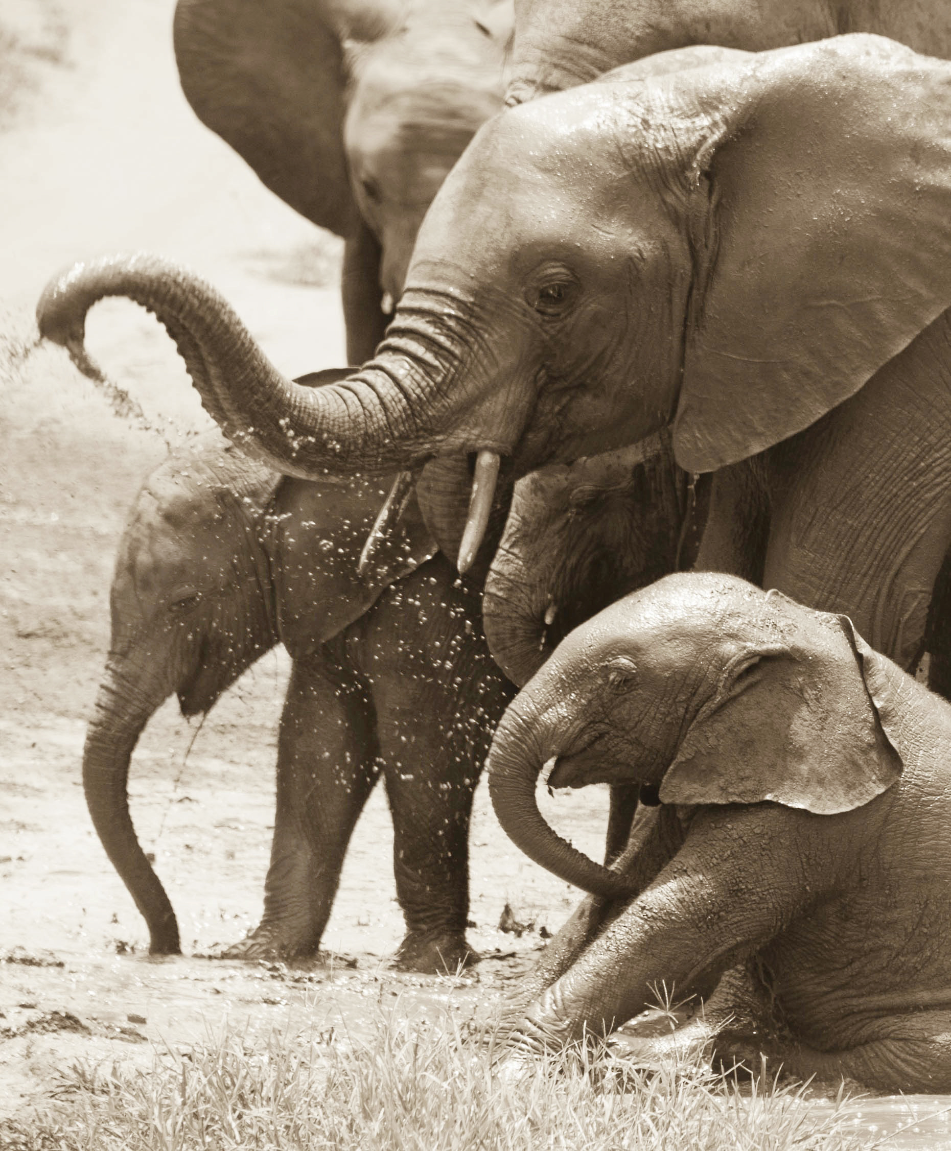Stop Elephant Poaching! | HuffPost1861 x 2253
