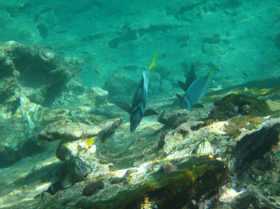 snorkeling in Galapagos