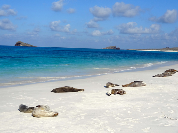 sea lions on the beach in Galapagos