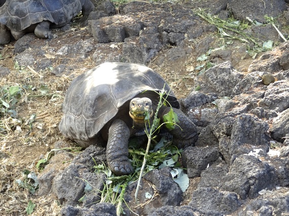 giant Galapagos tortoise 