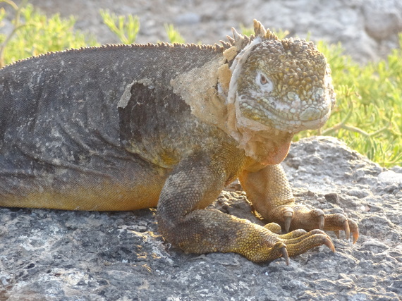 Galapagos golden iguana