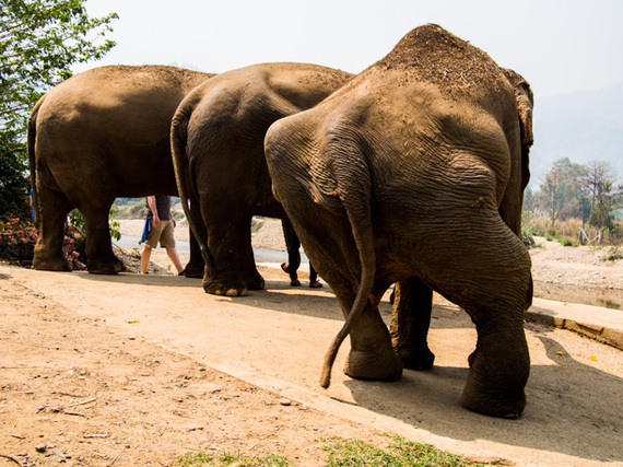 2014-04-14-MyFiveAcresAnimalThailand6.jpg