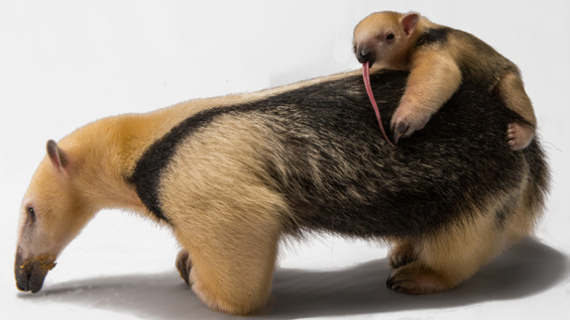 2014-04-15-StatenIslandZooanteater.jpg