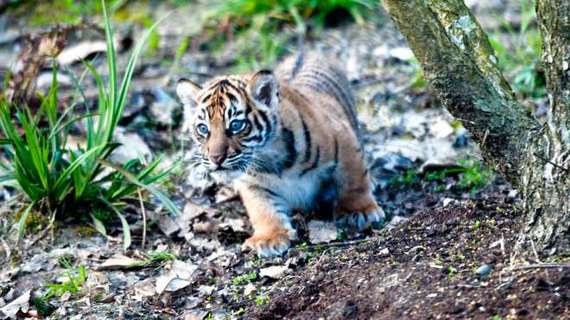 2014-04-15-TigercubZSL.jpg