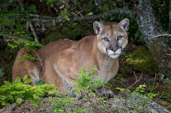 2014-04-15-cougar.jpg