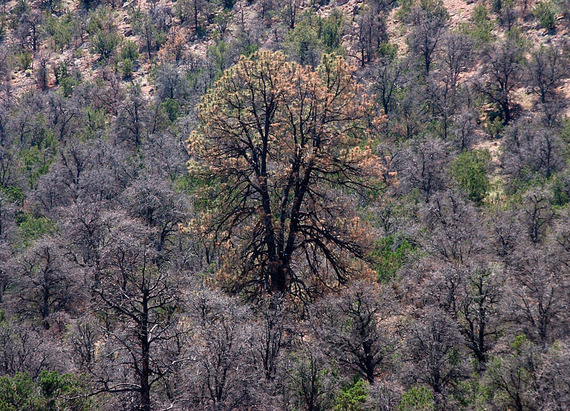 2014-04-18-BarkbeetlekilledforestsEarthDrReeseHalter