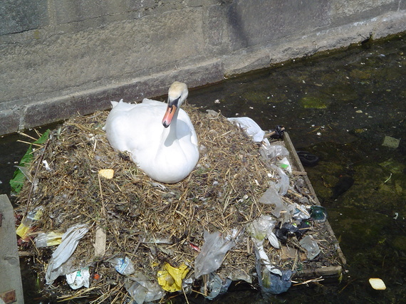 2014-05-11-Pollution_swan.jpg