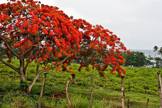 2014-05-14-flamboyanViequesJeralynGerba.jpg