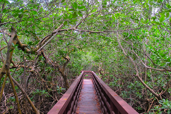 2014-05-14-mangroveviequesjeralyngerba.jpg