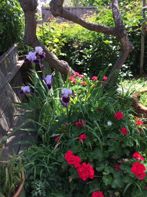  - 2014-05-22-gardenimage_flowers_fence_tree