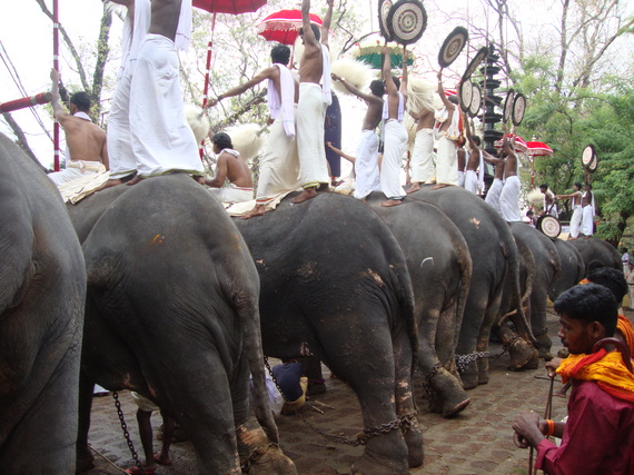For Elephants, India's Trissur Pooram Is Torturous