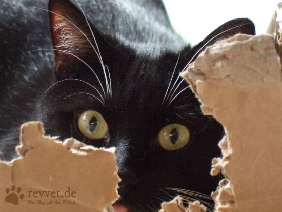 2014-06-10-revvet1.jpg