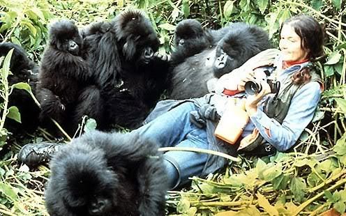 Gorillas Fight Back Against Loathsome Poachers | HuffPost