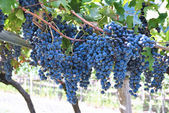 2014-07-19-grapes.jpg