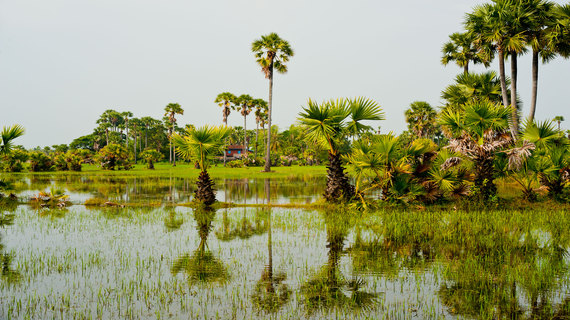 2014-07-30-VIETNAMRICEFIELDS.jpg