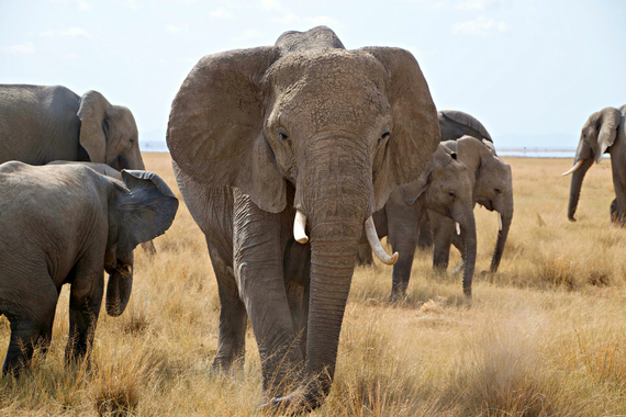 2014-08-06-elephants.jpg.jpg