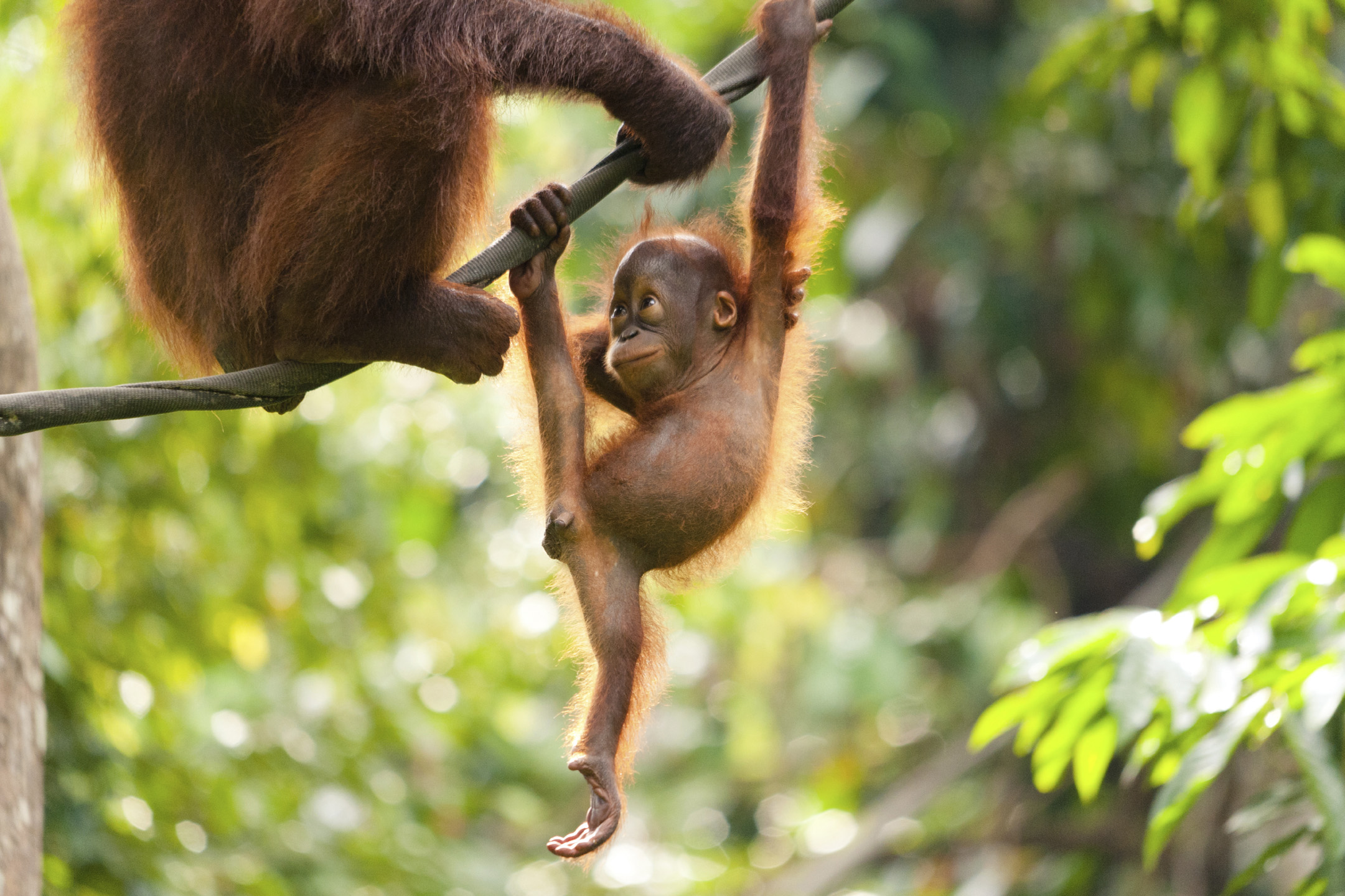 Seeking Out the Wildlife of Southeast Asia | HuffPost