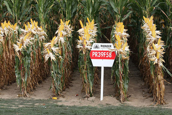 2014-08-09-GEstudyPioneer_maize_.jpg