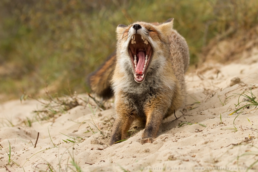 Fox Yawns Huffpost