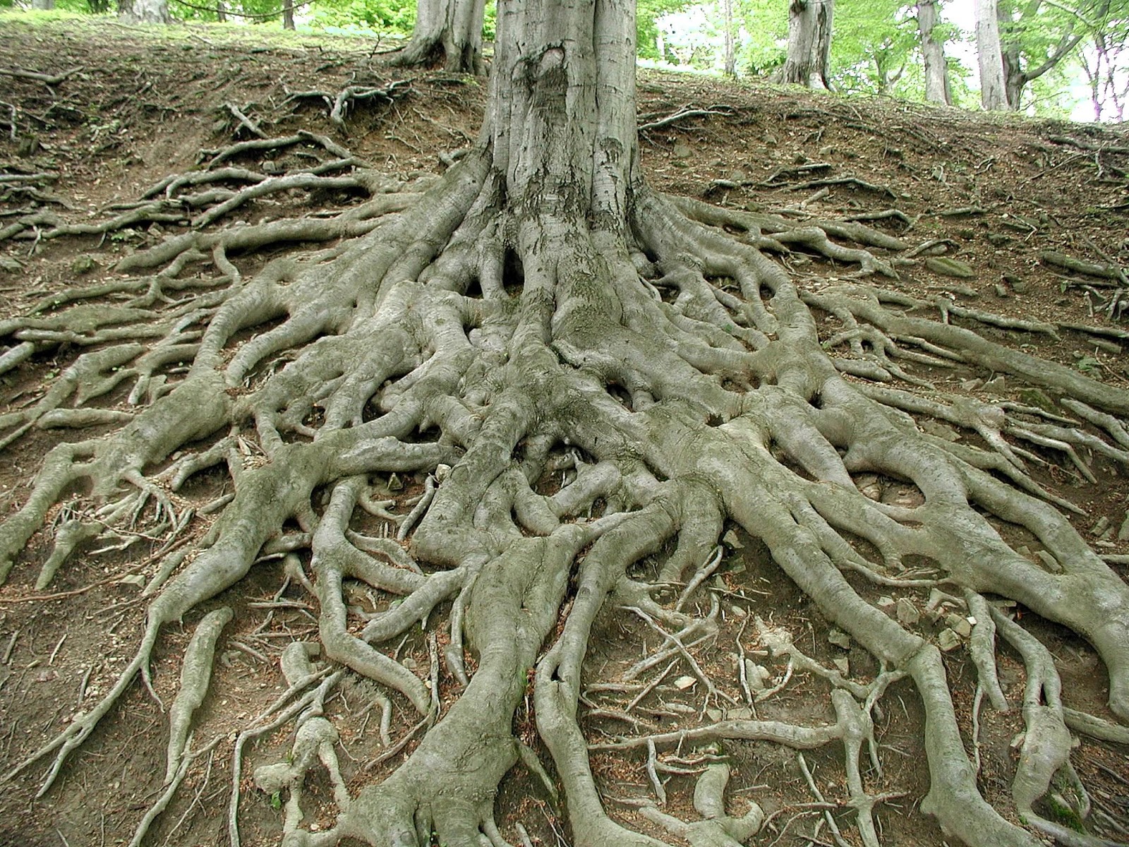 Why Roots Have Root Hair