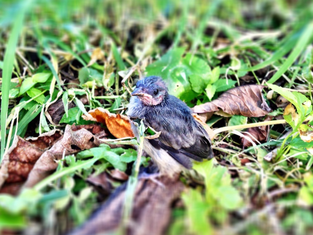 2014-08-25-AvesFincaLrida.jpg