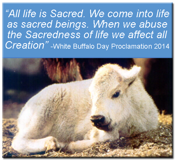 White Buffalo Day Unity in a World Divided HuffPost Impact