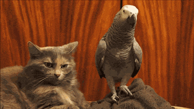 2014-08-27-tumblr_mxgwtbjYLu1qaiiw3o1_400.gif