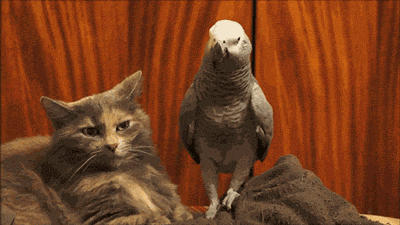 2014-08-27-tumblr_mxgwtbjYLu1qaiiw3o2_400.gif