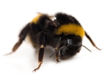 2014-10-08-BumblebeeSubbotinaDreamstime.com.jpg