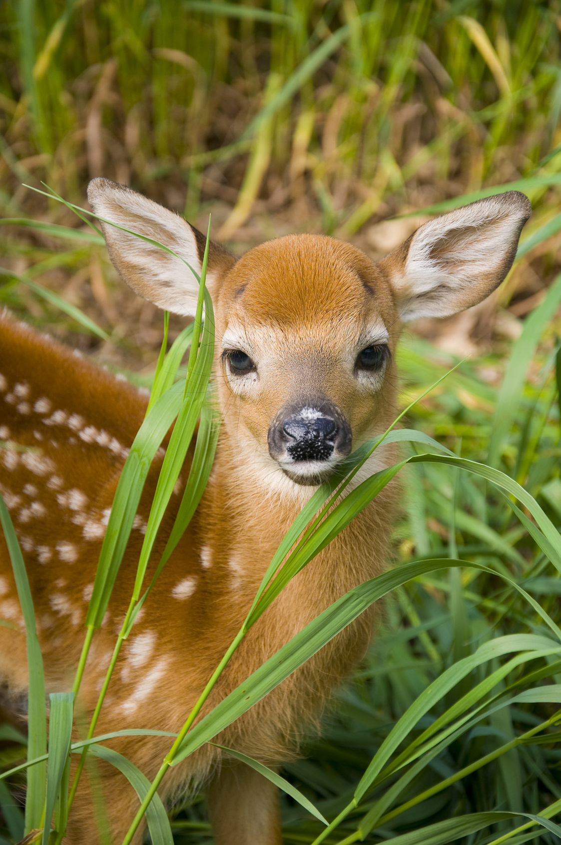 Mommy Deerest: How Cute Little Bambi Drove Me Over the ...