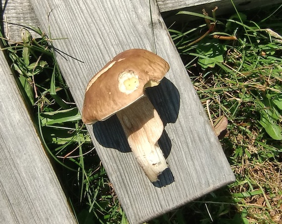 2014-10-21-Steinpilz.jpg