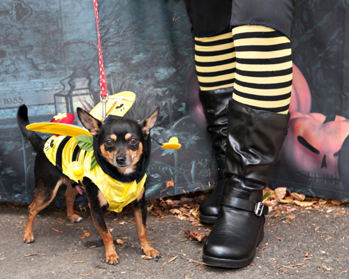2014-10-28-102713_HowlProwl_021.jpg