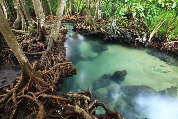 2014-11-06-mangroveforest_60275434-thumb